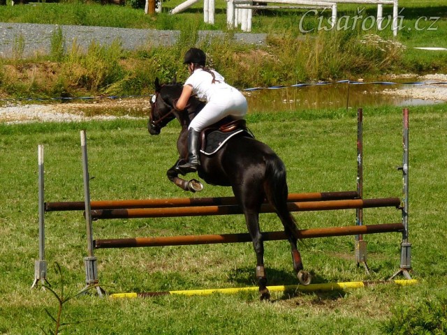 Carthago při opracování před parkurem při závodech všestrannosti stupně ZL, Humpolec 16.7.2011