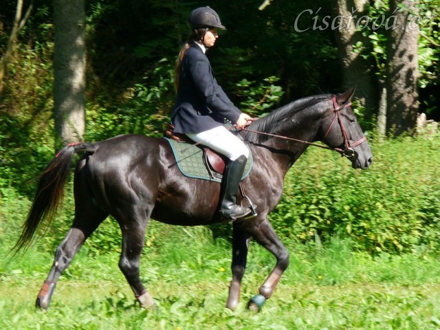 Carthago a opracování před parkurem stupně ZM, Hostouň 23.7.2011