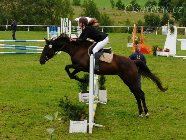 Arwen při opracování před parkurem stupně ZM, Bernartice 30.7.2011