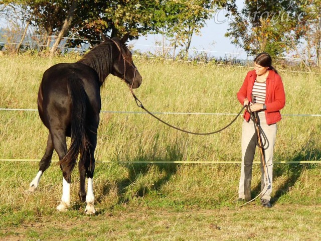 Ustupování podél ohrady, přivolání