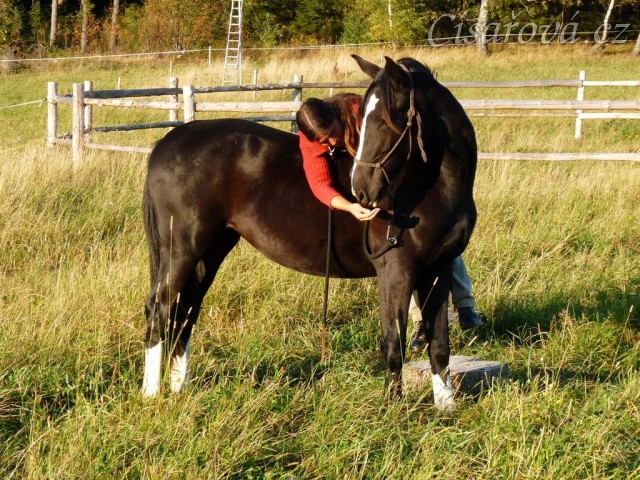 Ohnutí hlavy za pamlskem přes hřbet - příprava na obsedání
