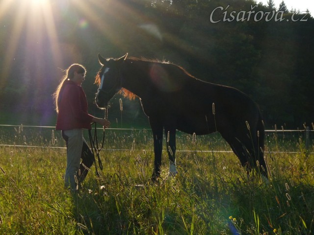 Stoupnutí na špalek - oblíbený cvik všech koní:-)
