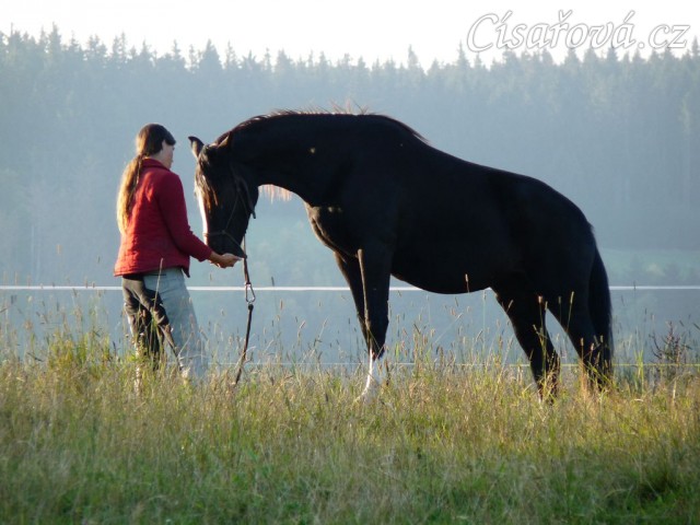 Stoupnutí na špalek - oblíbený cvik všech koní:-)