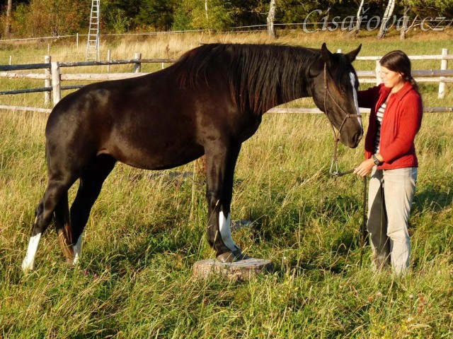 Stoupnutí na špalek - oblíbený cvik všech koní:-)