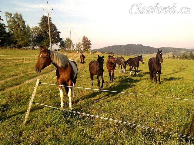 1.10.2011 - Stádo klisen, koně jsou zvědaví, jestli jim neneseme něco na zub:-)