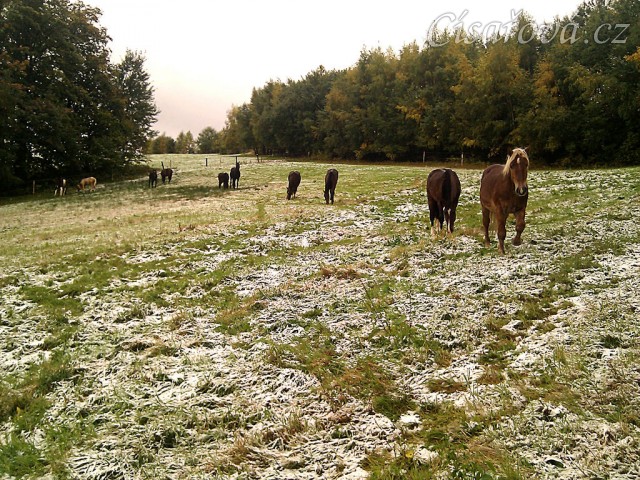 8.10.2011 - První sníh letošní zimy, stádo hřebců