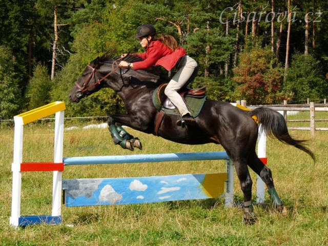 Carthago při nácviku šikmých nájezdů - skákání překážky pod úhlem 45 stupňů