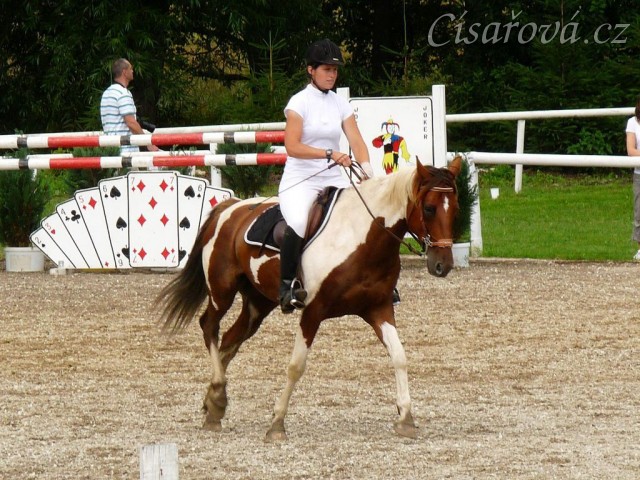 Vikina před startem parkuru, Klatovy 20.8.