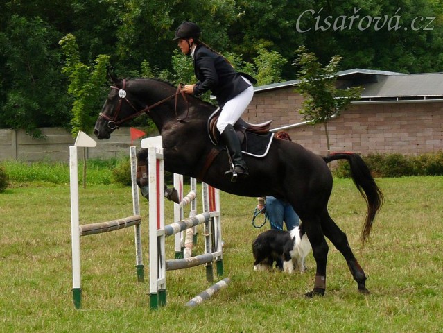 Carthago při opracování před parkurem, všestrannost Pardubice 6.8.