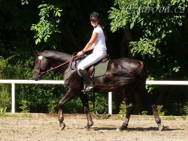Carthago při opracování před parkurem, Klatovy 20.8.