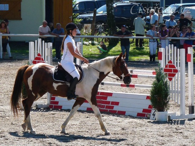 Vikina před startem parkuru, Klatovy 20.8.