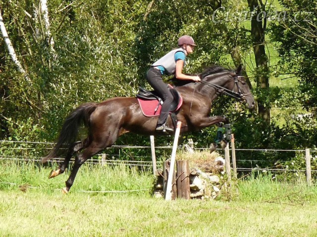 Arwen a skok přes kamenou zídku, Crossový trénink v Borové 29.8.