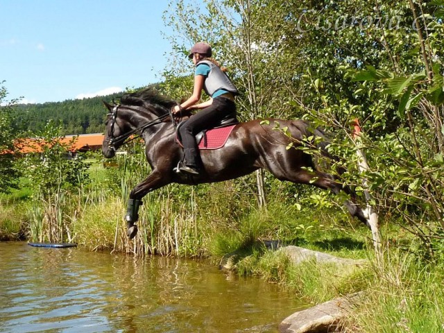 Arwen a skok do rybníka, Crossový trénink v Borové 29.8.