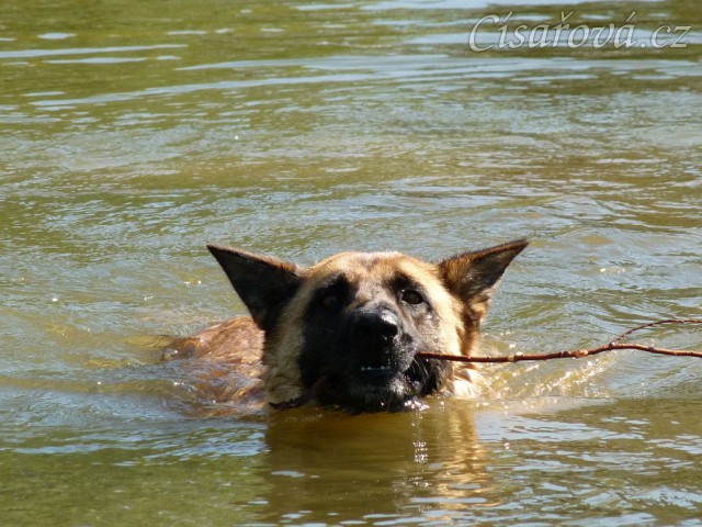 Rybník si užila i naše Samantha:-) , Crossový trénink v Borové 29.8.