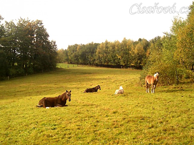 13.10.2011 - Hřebci odpočívají na pastvině