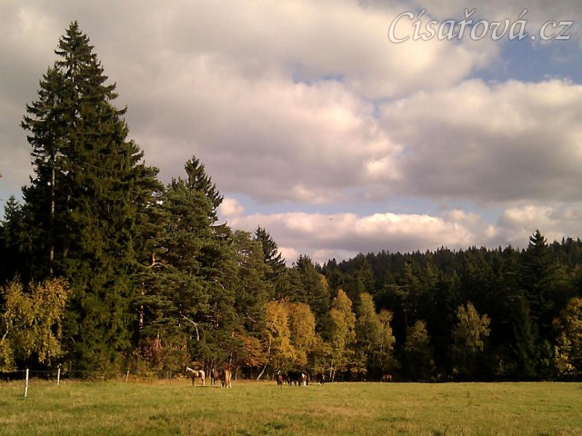 22.10.2011 - Podzim už je v plném proudu, stádo hřebců