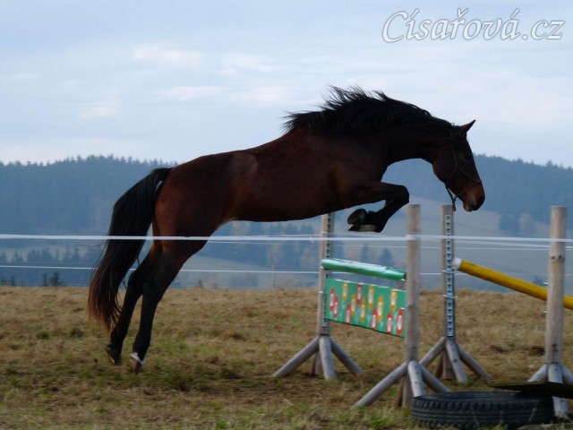 Tříletá klisna Highland, Irský sportovní kůň, vždy skáče s rezervou a s perfektním stylem