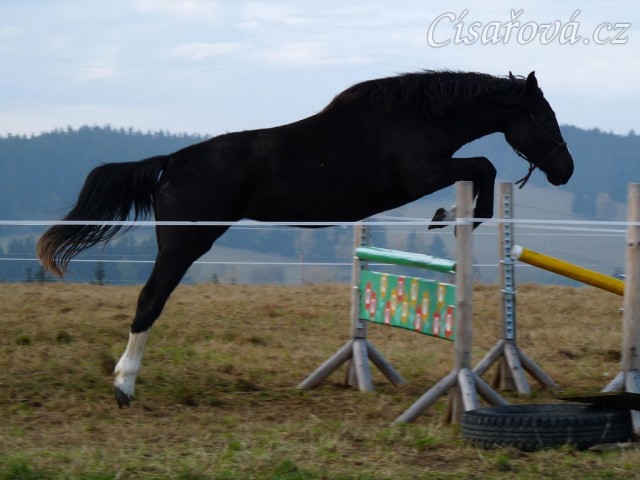 Dvouletá klisna Kroona, Irský sportovní kůň, poprvé skáče metrové skoky