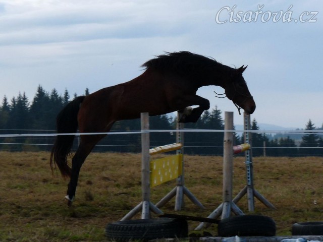 Tříletá klisna Highland, Irský sportovní kůň, vždy skáče s rezervou a s perfektním stylem