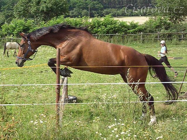 Skákání řady ve volnosti