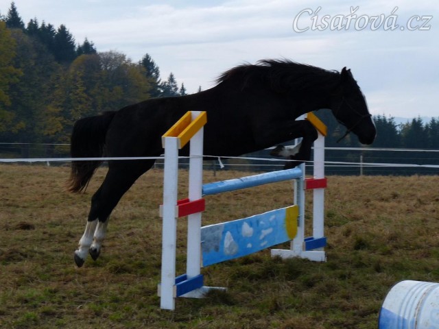 Dvouletá klisna Kroona, Irský sportovní kůň, poprvé skáče metrové skoky