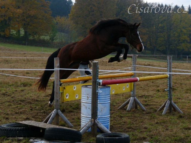 Tříletá klisna Highland, Irský sportovní kůň, vždy skáče s rezervou a s perfektním stylem