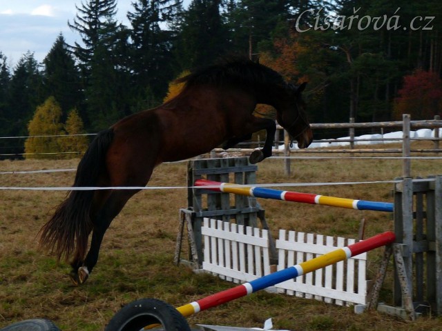Tříletá klisna Highland, Irský sportovní kůň, vždy skáče s rezervou a s perfektním stylem