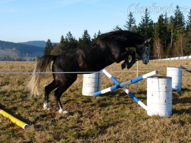 Šestiletý valach Jared, slovenský teplokrevník