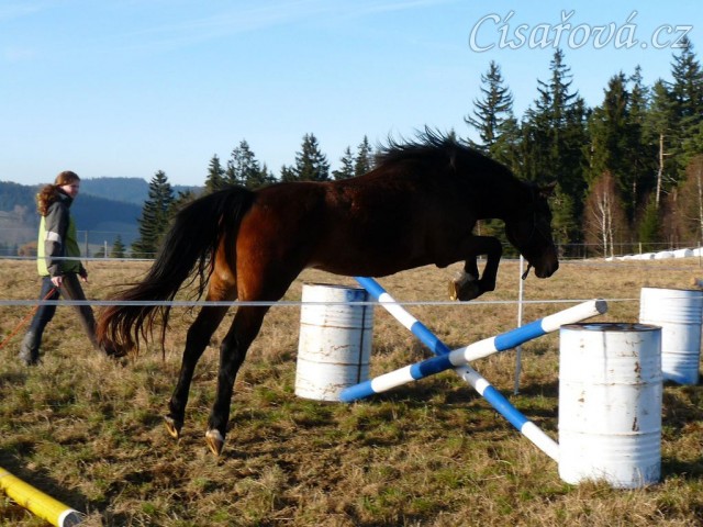 Tříletá klisna Highland, Irský sportovní kůň
