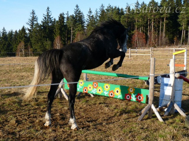 Šestiletý valach Jared, slovenský teplokrevník