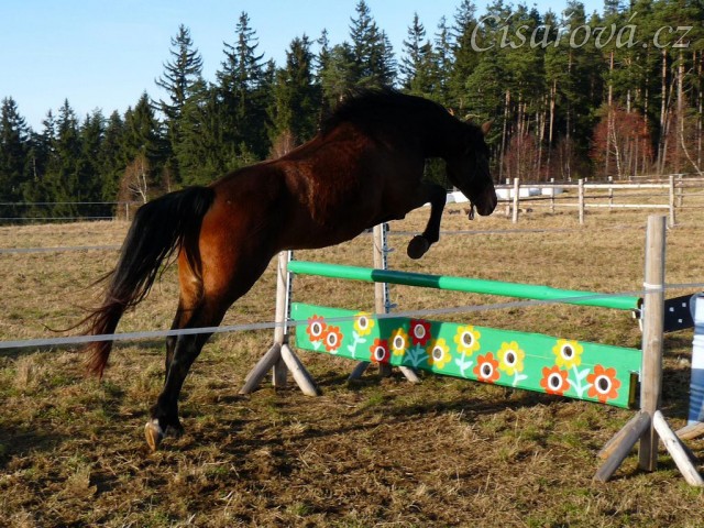 Tříletá klisna Highland, Irský sportovní kůň