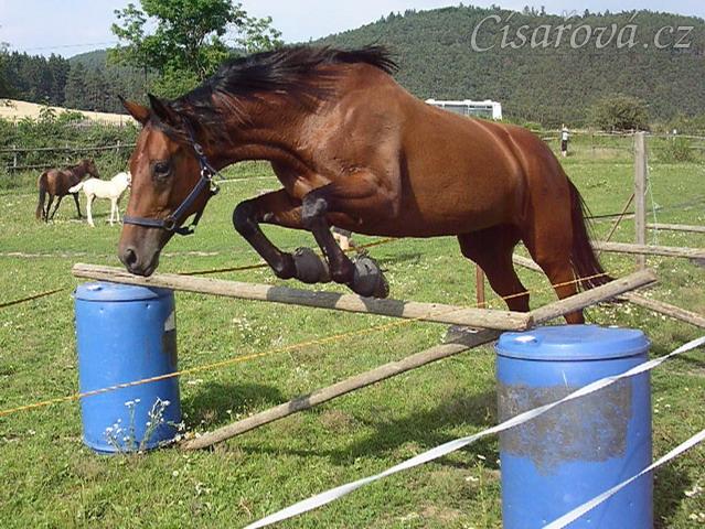 Skákání řady ve volnosti