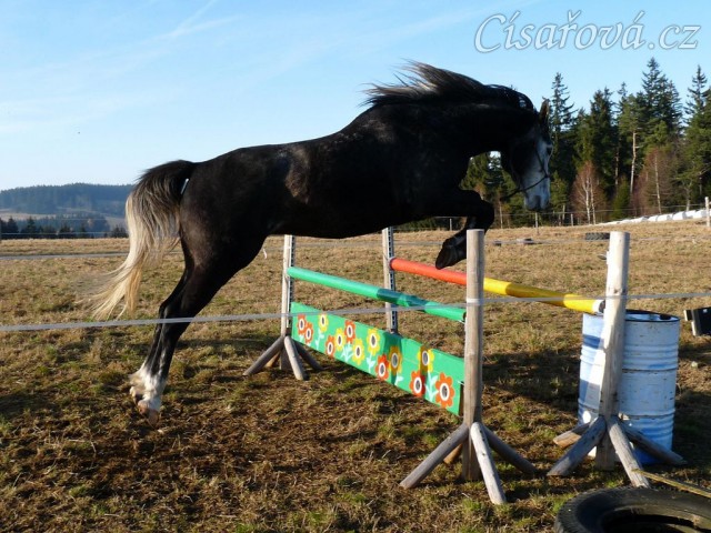 Šestiletý valach Jared, slovenský teplokrevník