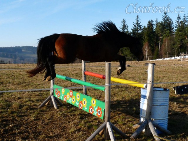 Tříletá klisna Highland, Irský sportovní kůň