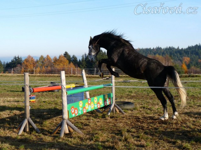 Šestiletý valach Jared, slovenský teplokrevník