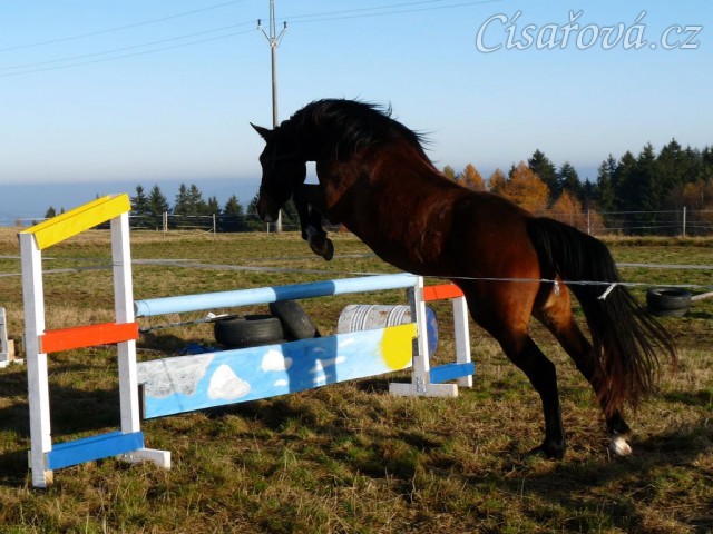 Tříletá klisna Highland, Irský sportovní kůň