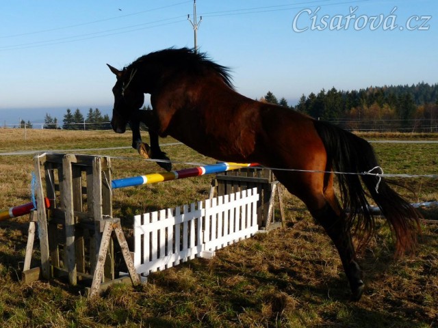 Tříletá klisna Highland, Irský sportovní kůň