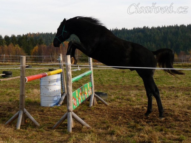 Čtyřletý hřebec Carthago, trakén