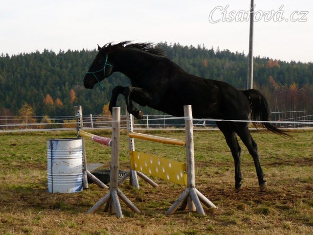 Čtyřletý hřebec Carthago, trakén