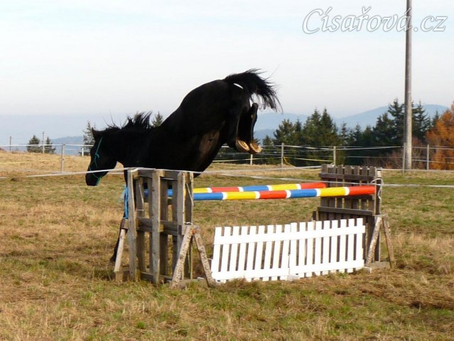 Čtyřletý hřebec Carthago, trakén, zadní nohy krčí opravdu pořádně:-)