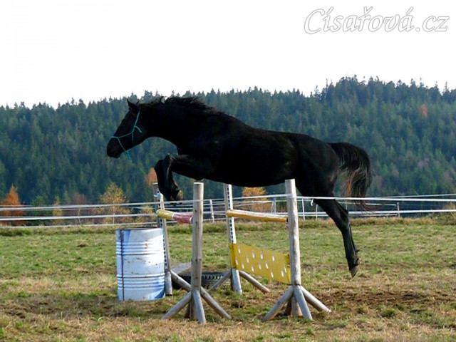 Čtyřletý hřebec Carthago, trakén, pěkný styl nad oxerem 110cm vysokým