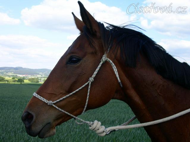 Cesta domů ze závodů