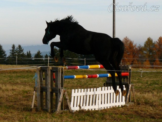 Čtyřletý hřebec Carthago, trakén, s rezervou přeskakuje skok 120cm vysoký
