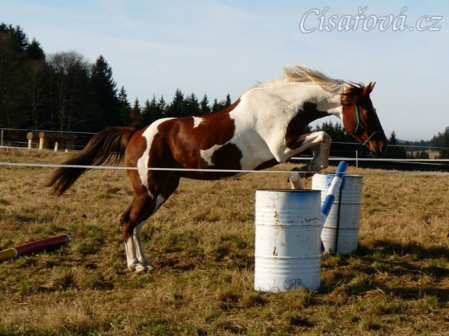 Osmiletá klisna Vikina