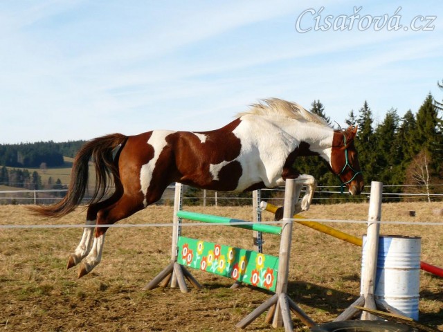 Osmiletá klisna Vikina