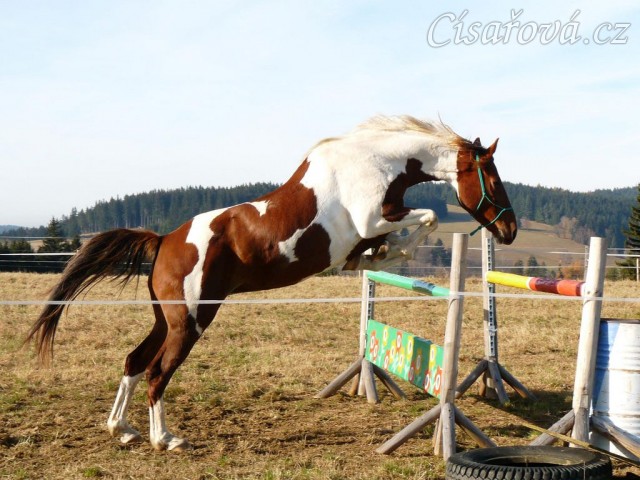 Osmiletá klisna Vikina, také velice stylová skokanka