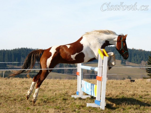 Osmiletá klisna Vikina, také velice stylová skokanka