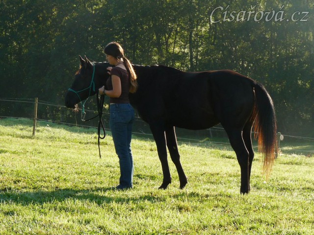 Závody všestrannosti v Borové, ráno před drezurou