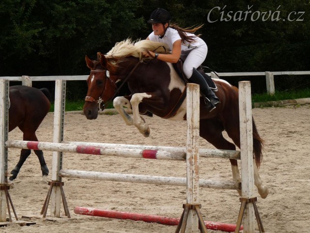 Vikina při opracování před parkurem, Trnová