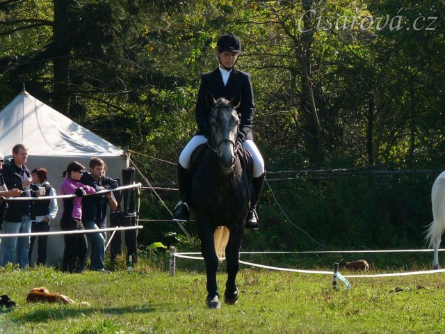Rybíz před startem drezury, Starý Plzenec